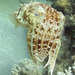 cuttlefish face