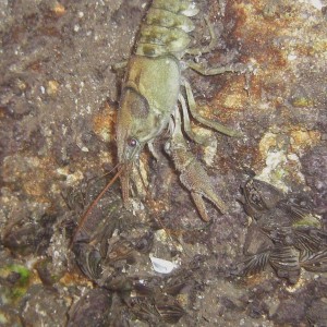 Crayfish at  night