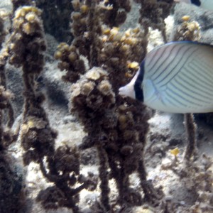 Reef Fish Lion Island PNG