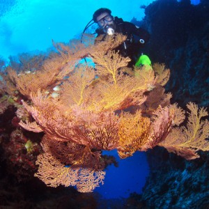 marion reef fan