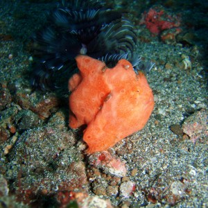 Orange Frogfish