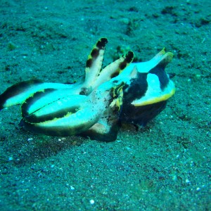 Flamboyant Cuttlefish