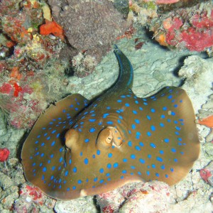 Blue Spotted Stingray