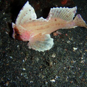 Leaf Scorpionfish