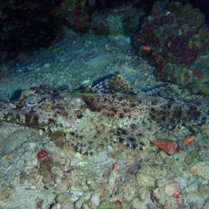 Crocodilefish