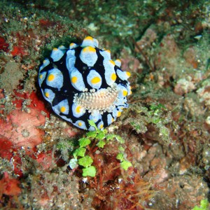 Nudibranch