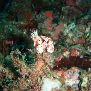 Nudibranch