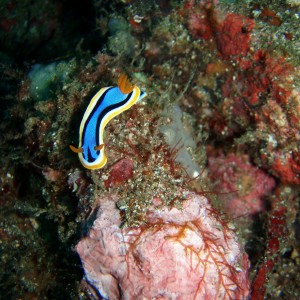 Nudibranch