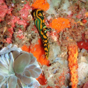 Nudibranch