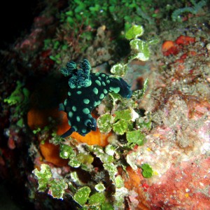 Nudibranch