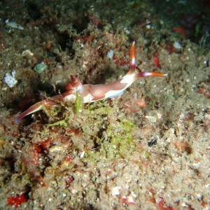 Nudibranch