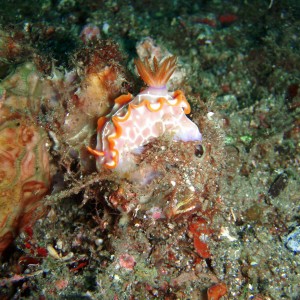 Nudibranch