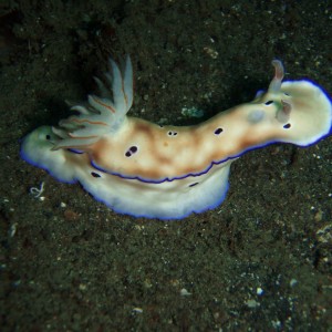 Nudibranch