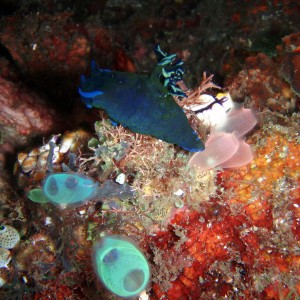 Nudibranch