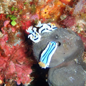 Nudibranches