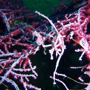 Pygmy Seahorse