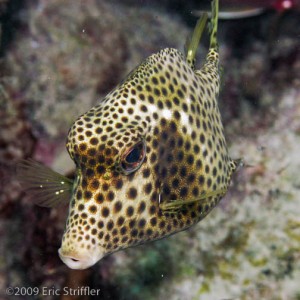 Bonaire Nov. 2009 Buddy Dive & Shore