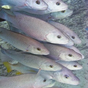 Bonaire Nov. 2009 Buddy Dive & Shore