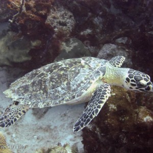 Bonaire Nov. 2009 Buddy Dive & Shore