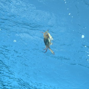 Swimming_attack_crab