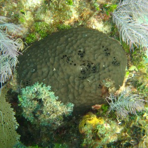 Carysfort Reef