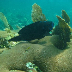 Carysfort Reef