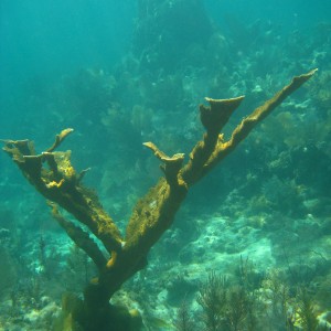 Carysfort Reef