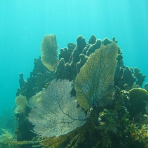 Carysfort Reef