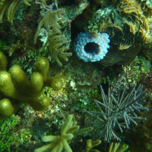 Horseshoe Reef