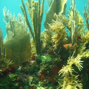 Horseshoe Reef