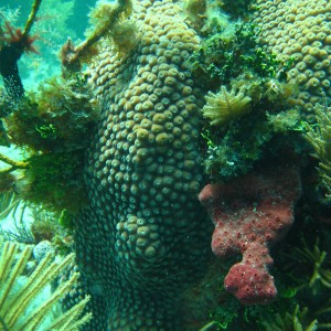 Horseshoe Reef