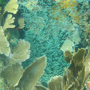 Horseshoe Reef