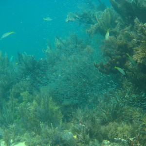 Horseshoe Reef