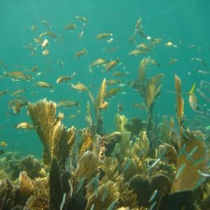 Horseshoe Reef