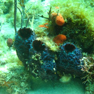 Key Largo Dry Rocks