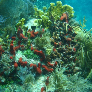 Molasses Reef