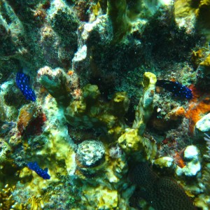 Molasses Reef