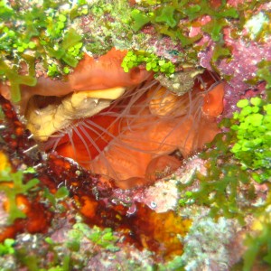 Molasses Reef