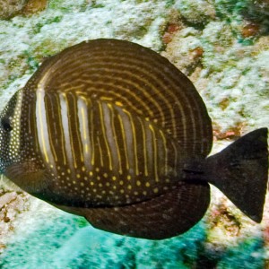 Sailfin_Tang