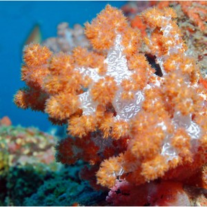 soft_coral51