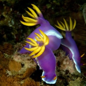 nudi_purple