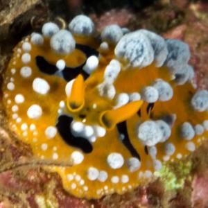 nudi_yellow1