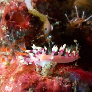 Nudibranch, Gili Selang - Bali