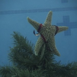 An Underwater Christmas - The North Starfish