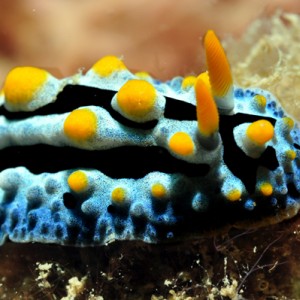 palm nudi