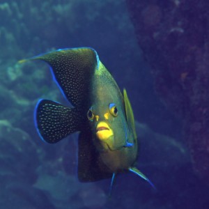 ANGEL FISH