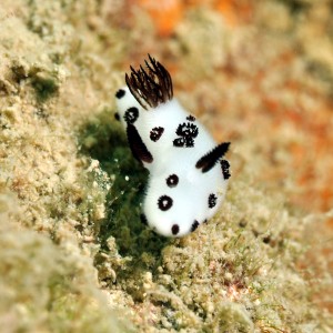 pea size nudi