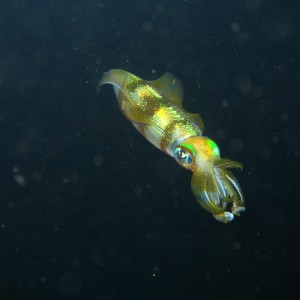 Sogod_Bay_Philippines_Diving_020