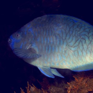 Midnight Blue Parrotfish 11-21-9