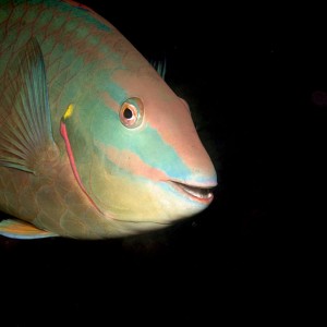 Rainbow Parrotfish 11-21-9-